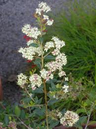 معرفی گیاهان - حنا